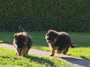 Schäferhund-Welpen abzugeben 