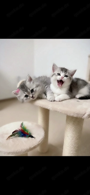 Katzenbabys zu verkaufen in Köln