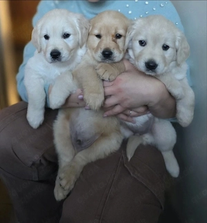 Golden Retriever Welpen