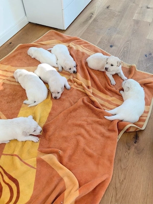 7 Labradorwelpen abzugeben Bild 2