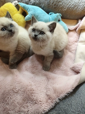 Bkh kitten 