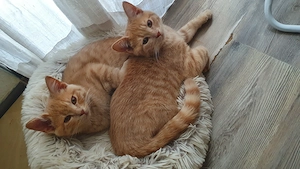 Bkh kitten rot orange