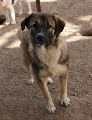 Davio, geb. ca. 06 2023, lebt in GRIECHENLAND, im städt. Tierheim Serres Bild 6