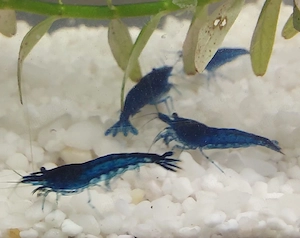 Blue dream, Neocaridina d.  10 Stück