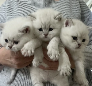 Sehr süßes Bkh Kitten