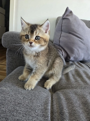 Wunderschönes BKH-Kitten Golden Shaded, männlich