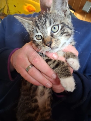 Ein süßer Katerkitten 