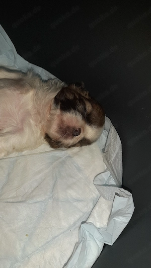 reinrassige shihtzu Welpen 