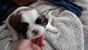 reinrassige shihtzu Welpen 