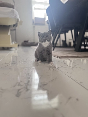 Bkh Reinrassig kitten Kater