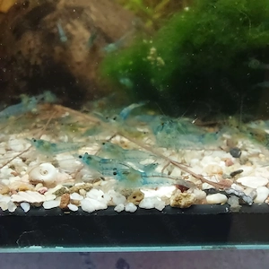 Blue jelly, Neocaridina davidi 10 Stück