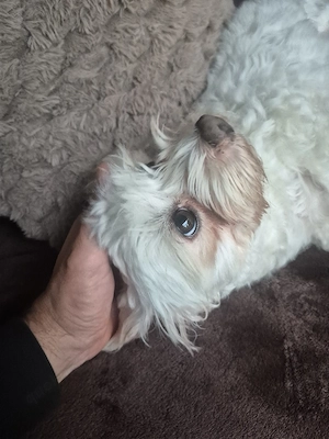 Malteser Reinrassig weibchen 