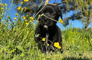 Labrador X Cane Corso   Labrador X Schäferhund Welpen 