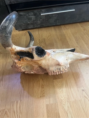 terrarien dekoration kuh schädel 