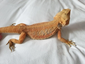 Bartagame Pogona vitticeps