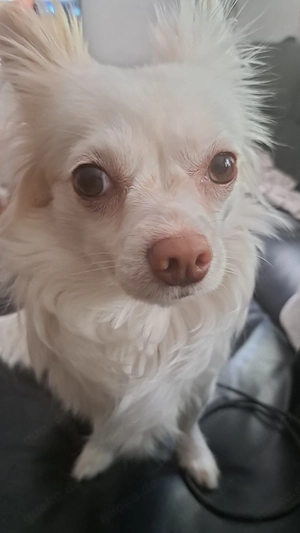 chihuahua 