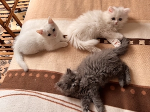 British Kurzhaar Katze 