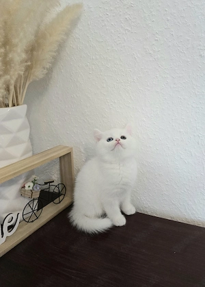 Bkh kitten mit blau grüne Augen 