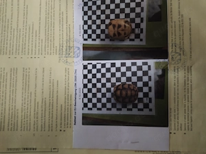 Landschildkröten Breitrandschildkröten Testudo marginata NZ 2025