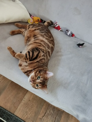 Wunderschöner Bengal Kater sucht ein neues Zuhause.