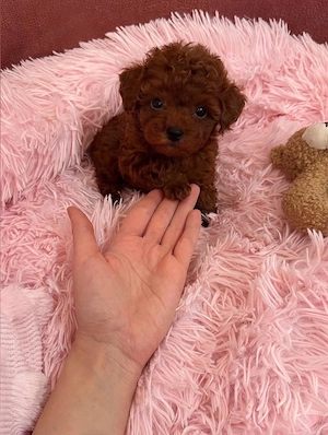Teacup Toypudel Pudel Toy Red