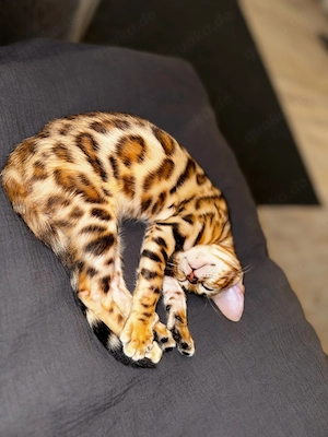 Wunderschöne Junge Bengal-Dame  "Aura " mit STAMMBAUM (kastriert gechipt) & Luxus-Zubehör