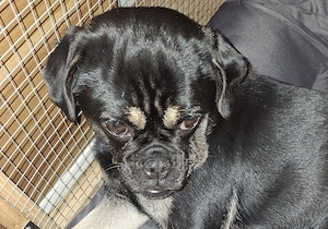 Gebe schweren Herzens meinen Hund ab