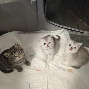 BKH Britisch Kurzhaar Kitten 