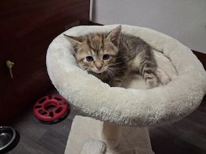 Babykatzen