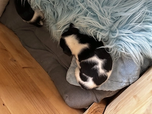 Jack Russel Welpen, reinrassig, tricolor, glatthaar