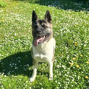 Akira - ist intelligent  Bild 4