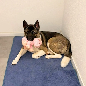 Akira - ist intelligent  Bild 3