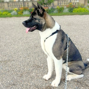 Akira - ist intelligent  Bild 7