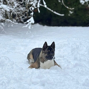 Akira - ist intelligent  Bild 2