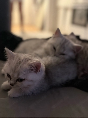 Diese Mäuse suchen ab Juni ein neues Zuhause!