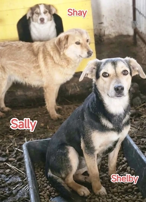 Shay sucht ein Zuhause für immer