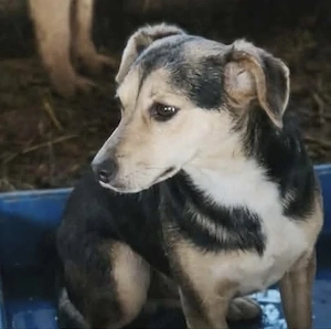 Shelby - hast du ein Körbchen frei?