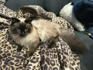 Ragdoll Deckkater ähnl. heilige birma 