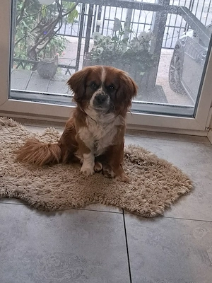 Maxi, kleiner Pekinesen Mix, sucht sein Zuhause 