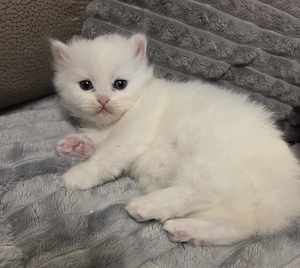 Katzenbabys