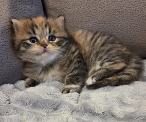 Katzenbabys