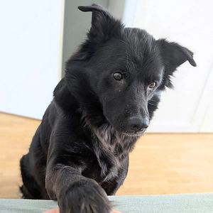 Dio - ein Familienhund  Bild 2