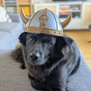 Dio - ein Familienhund  Bild 5