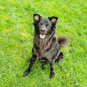 Dio - ein Familienhund  Bild 3