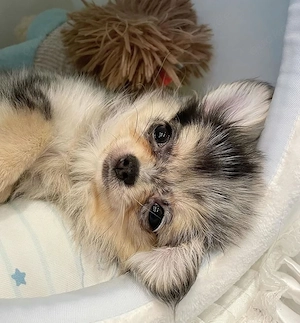 Zwei Chihuahua-Welpen suchen ein neues Zuhause