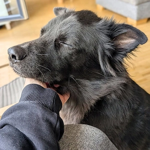Dio - ein Familienhund  Bild 4