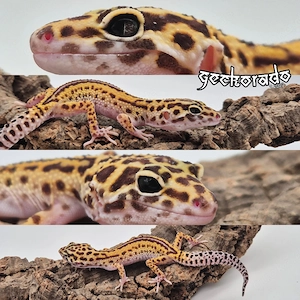 Leopardgecko Weibchen - MS RAPTOR (NZ25)