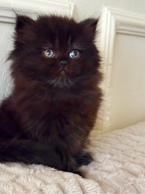 Katze sucht neues Zuhause