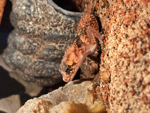 Knopfschwanzgeckos mit Terrarium