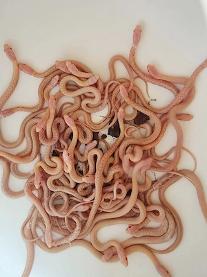 Strumpfbandnatter   albino